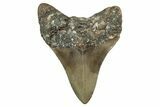 Serrated, Fossil Megalodon Tooth - North Carolina #344078-1